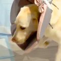 『天才やんｗｗ』エ…