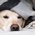 犬をすぐに病院に連…