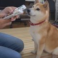 袋の中は何？柴犬の…
