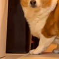 犬のためにボールを…