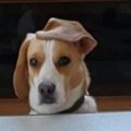 クセが強い…ビーグル…