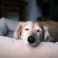 犬の11歳は人間で何…