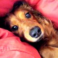 ペットロスってとて…