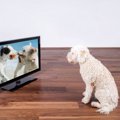 犬が留守番中に『テ…