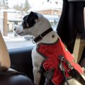 犬が誘拐されやすい…