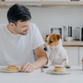犬を人間扱いするの…