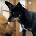 反抗的な子犬を『犬…