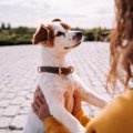 『犬が幸せになる飼…