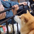 『犬が苦手なおばあ…