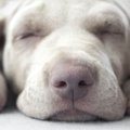 犬がご飯を食べたま…