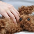 犬が留守番を嫌がっ…
