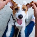 犬が何かを伝えよう…
