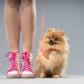 愛犬にマナーは身に…