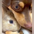 ウサギに『遊ぼう』…