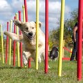 愛犬と楽しめる『ド…