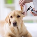 犬の難聴について｜…