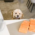 愛犬と楽しめる『秋…