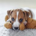 犬が『独り占めした…