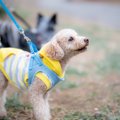 犬と一緒に『ストレ…