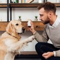 犬の『集中力』を高…