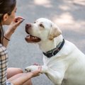 犬の『しつけ』はど…