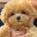 実家にやってきた赤…