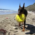 愛犬とフリスビーや…
