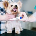 愛犬の健康管理のた…