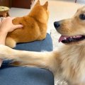 大型犬の前で他のワ…