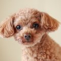 人気の超小型犬４選…