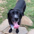 亡くなった愛犬は感…