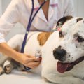 犬の超音波検査とは…