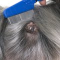 犬のしこり｜考えら…