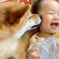 柴犬が住む家に『赤…