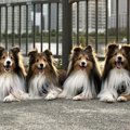 愛犬たちに『写真撮…