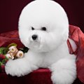 犬の最新ケア！シル…