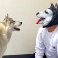 『ハスキー犬に変装…