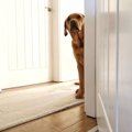 犬が『飼い主から離…