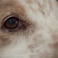 犬の『超危険なサイ…