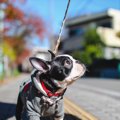 犬が『散歩に行きた…