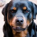 『独占欲が強い犬』…