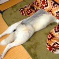 ハスキー犬が『日本…