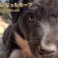 『僕、これ以上は行…