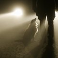 犬がしている『不気…