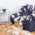 犬が家具をかじる！…