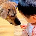 赤ちゃんが『犬にお…