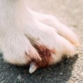 犬の爪から血が出た…