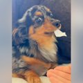ティッシュを奪われ…