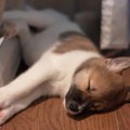 知って得する！犬用…