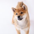 殺処分ゼロは実現で…